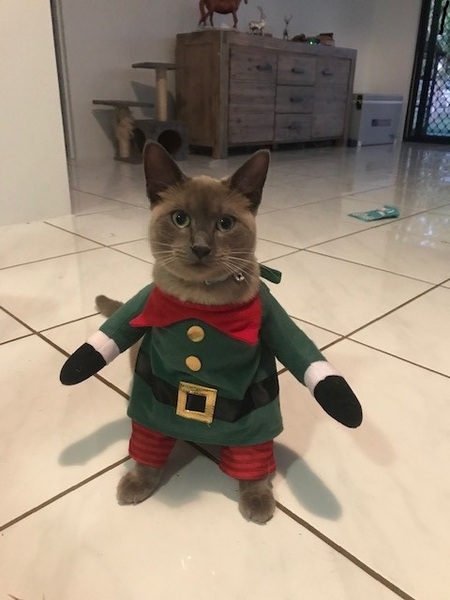 Entry image for Ridley. Clicking this image will show a larger photo