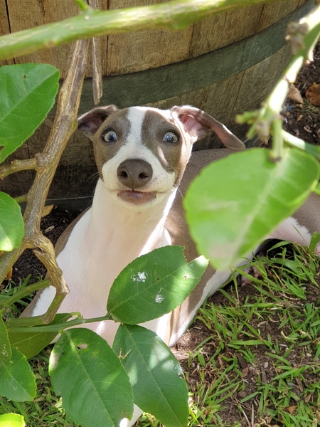 Entry image for Indigo. Clicking this image will show a larger photo