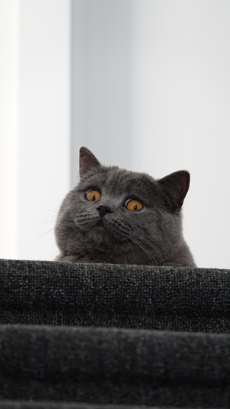 Entry image for Dodo. Clicking this image will show a larger photo