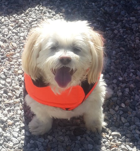 Entry image for Penny. Clicking this image will show a larger photo