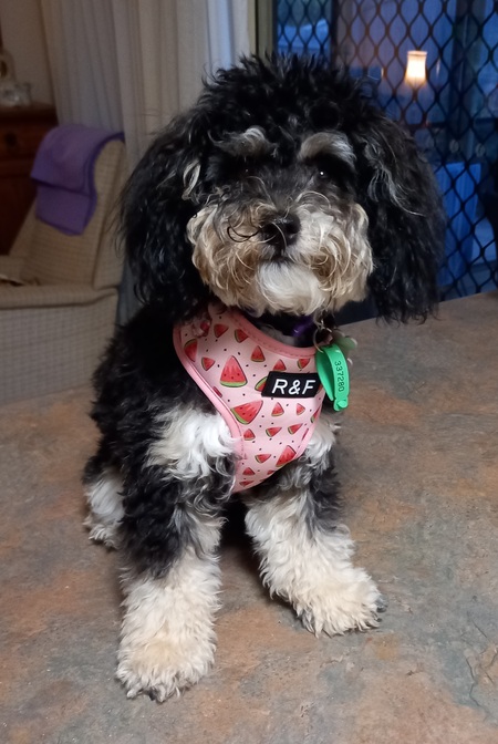 Entry image for Lily. Clicking this image will show a larger photo