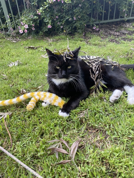 Entry image for Teddy Schonberg . Clicking this image will show a larger photo