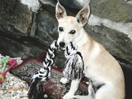 Entry image for Miss Mollie. Clicking this image will show a larger photo