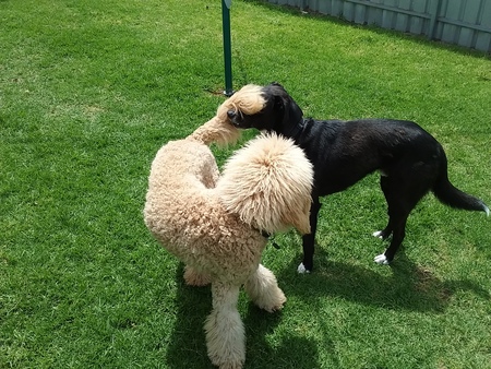 Entry image for Campbell. Clicking this image will show a larger photo