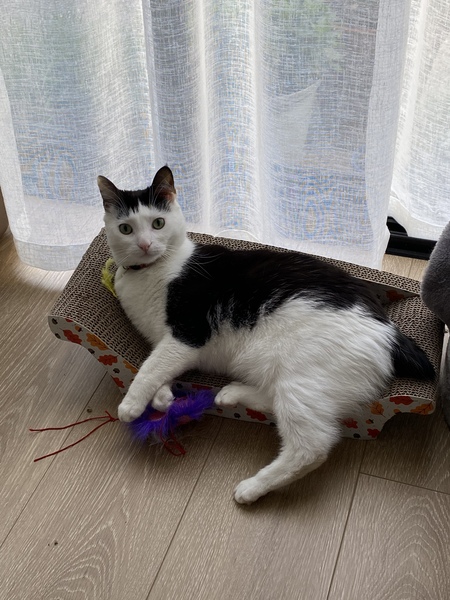 Entry image for BeeBee . Clicking this image will show a larger photo