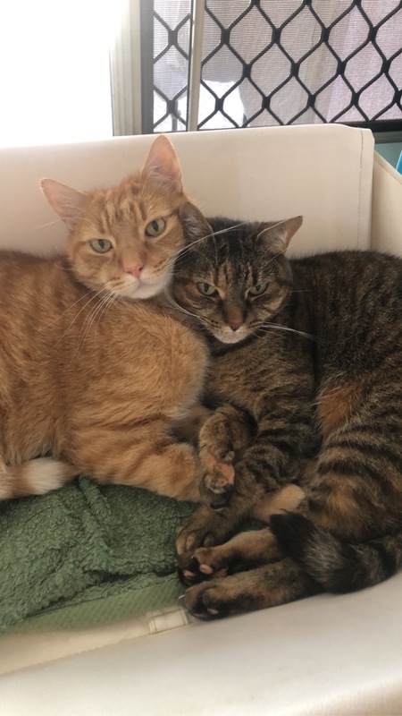 Entry image for Cairo & Venice. Clicking this image will show a larger photo