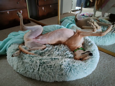 Entry image for Arnold. Clicking this image will show a larger photo