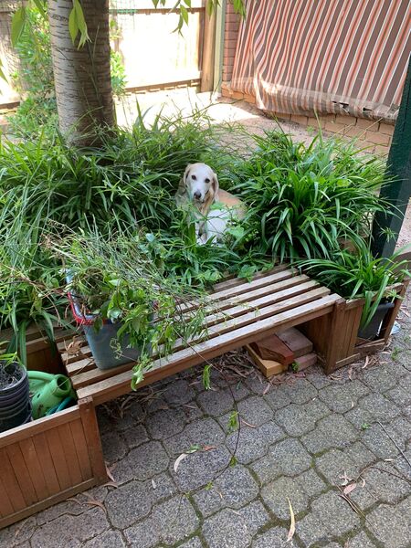 Entry image for Lola. Clicking this image will show a larger photo