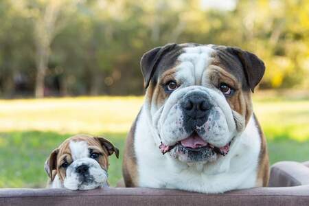 Entry image for Hank and his son Alfie.. Clicking this image will show a larger photo