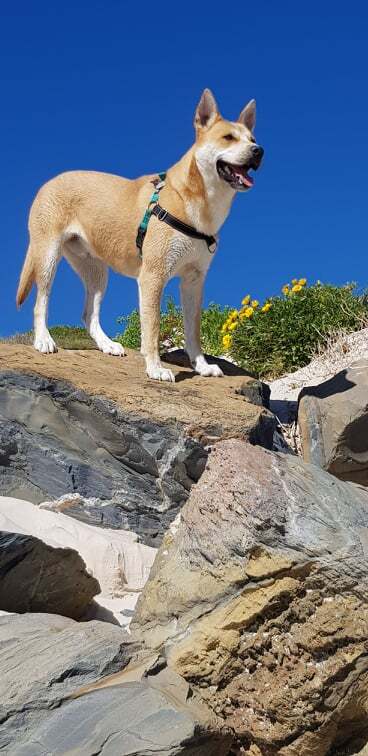 Entry image for Goku. Clicking this image will show a larger photo