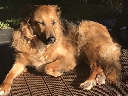 Entry image for Buddy. Clicking this image will show a larger photo