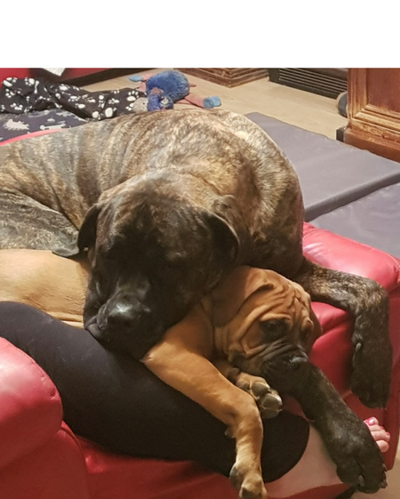 Entry image for Buddy and Lincoln . Clicking this image will show a larger photo