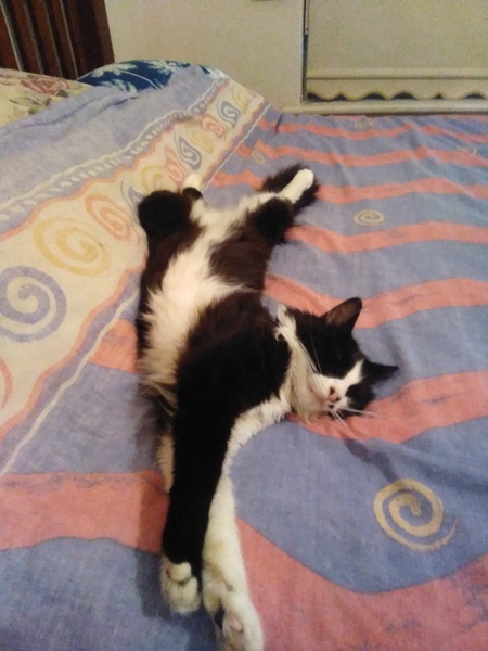 Entry image for Caruso. Clicking this image will show a larger photo