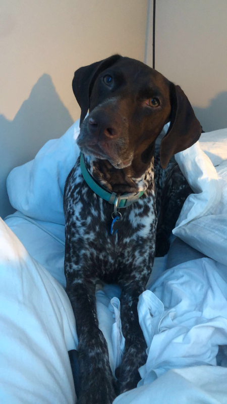 Entry image for Daisy. Clicking this image will show a larger photo