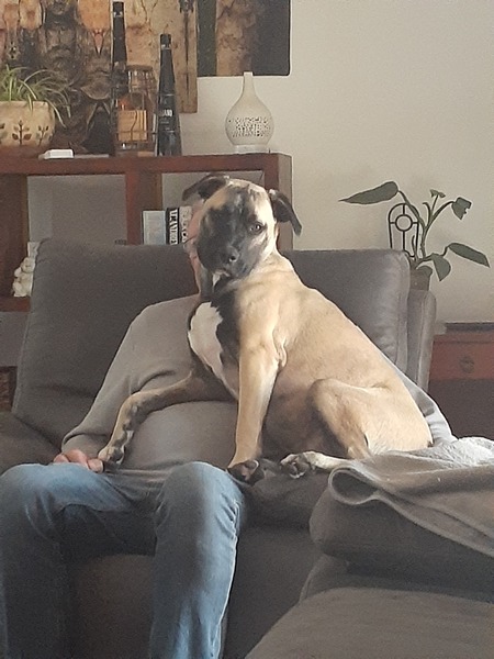 Entry image for Leonardo (Leo). Clicking this image will show a larger photo