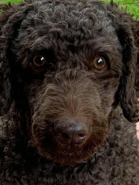 Entry image for Finnegan Begin Again . Clicking this image will show a larger photo