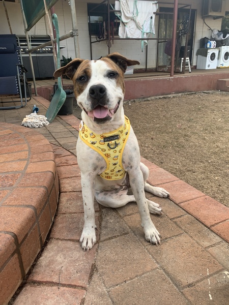 Entry image for Nellie . Clicking this image will show a larger photo