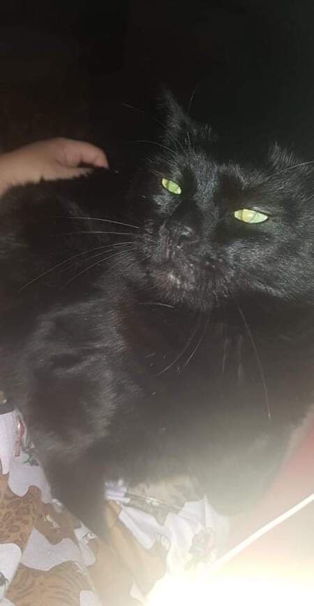 Entry image for Peppy. Clicking this image will show a larger photo