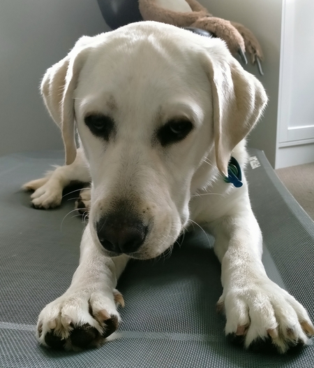 Entry image for Ellie. Clicking this image will show a larger photo