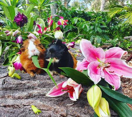 Entry image for Felix and Diego . Clicking this image will show a larger photo