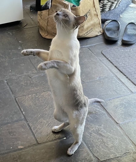 Entry image for Daisy. Clicking this image will show a larger photo