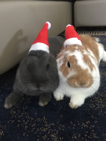 Entry image for Grey and Candy . Clicking this image will show a larger photo