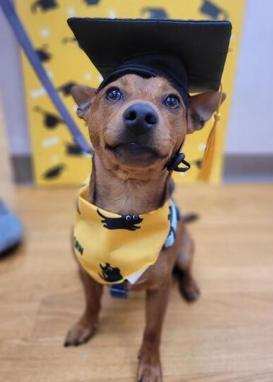 Entry image for Stormy. Clicking this image will show a larger photo