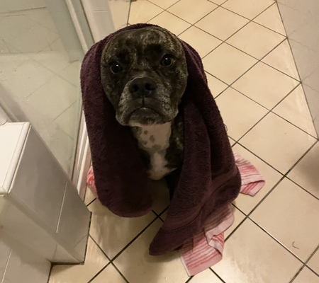 Entry image for Zena. Clicking this image will show a larger photo