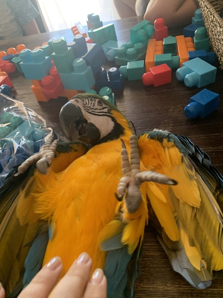 Entry image for Harley . Clicking this image will show a larger photo