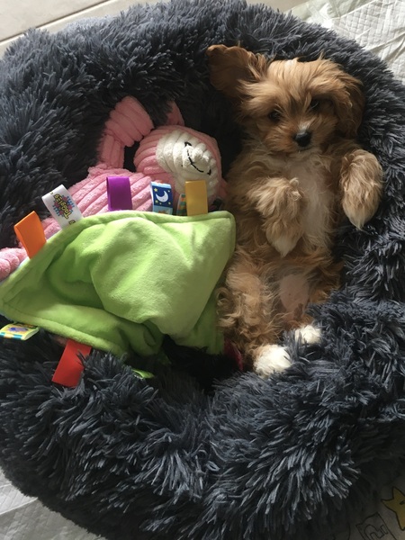 Entry image for Marlie. Clicking this image will show a larger photo