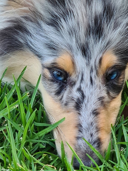 Entry image for Ziggy. Clicking this image will show a larger photo