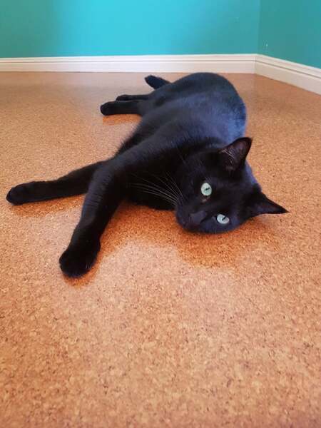 Entry image for Charlie. Clicking this image will show a larger photo