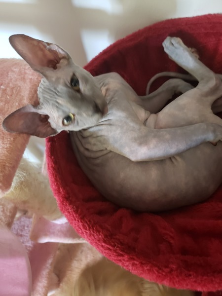 Entry image for Onxy . Clicking this image will show a larger photo