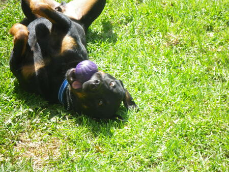 Entry image for Duke. Clicking this image will show a larger photo