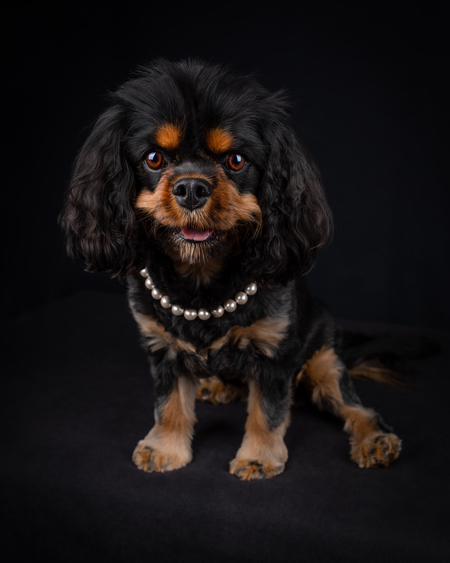 Entry image for Lucy. Clicking this image will show a larger photo