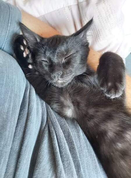 Entry image for Vader. Clicking this image will show a larger photo