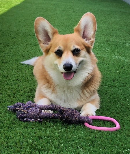 Entry image for Layla. Clicking this image will show a larger photo