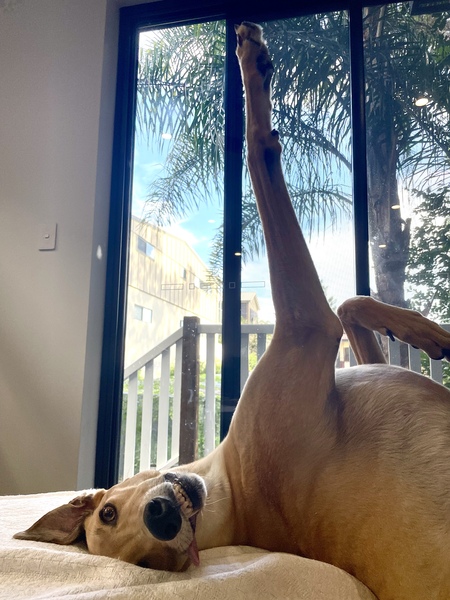 Entry image for Bulli. Clicking this image will show a larger photo