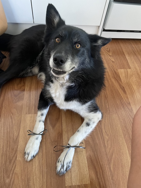 Entry image for Zed. Clicking this image will show a larger photo