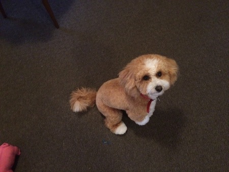 Entry image for Ollie. Clicking this image will show a larger photo