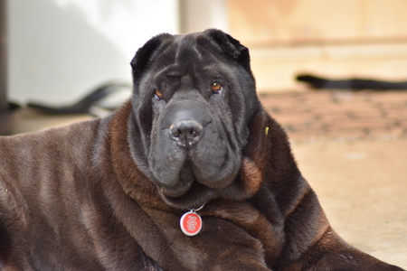 Entry image for Macy. Clicking this image will show a larger photo