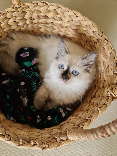 Entry image for Gracie. Clicking this image will show a larger photo