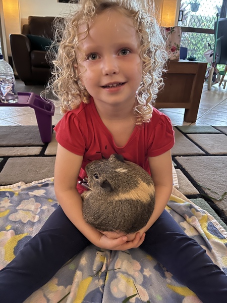 Entry image for Wombat. Clicking this image will show a larger photo