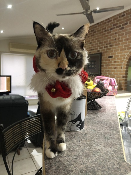 Entry image for Mishka . Clicking this image will show a larger photo