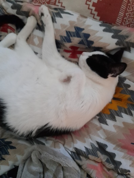 Entry image for Jax. Clicking this image will show a larger photo