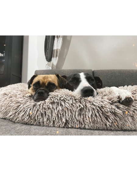 Entry image for Bella and Angel. Clicking this image will show a larger photo