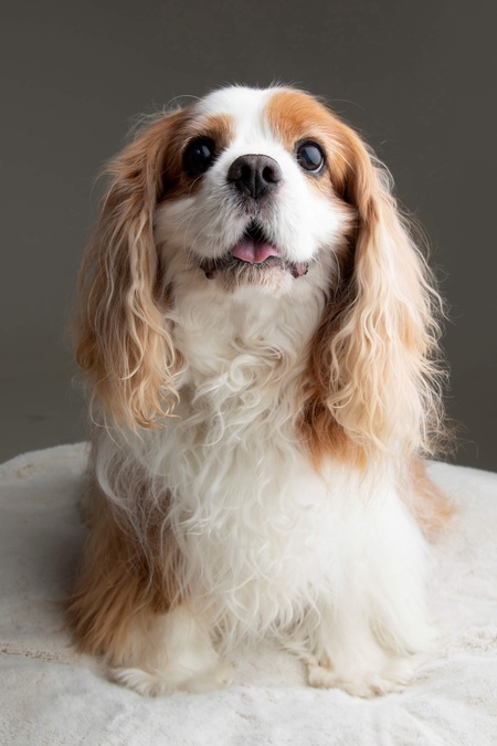 Entry image for Milly. Clicking this image will show a larger photo