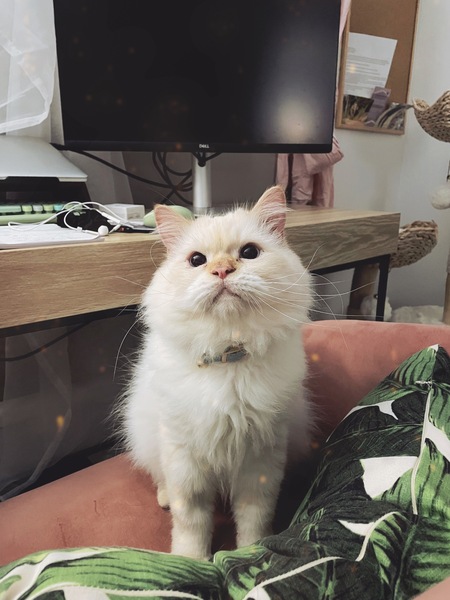 Entry image for Kell. Clicking this image will show a larger photo