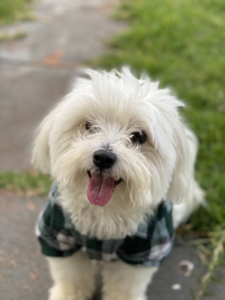 Entry image for Suki. Clicking this image will show a larger photo