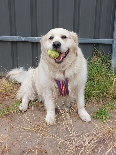 Entry image for Momo. Clicking this image will show a larger photo